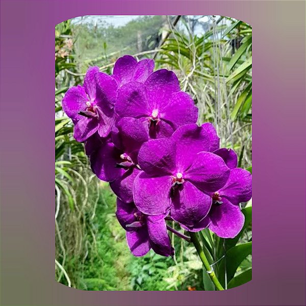 Muda de Vanda Apec Blue