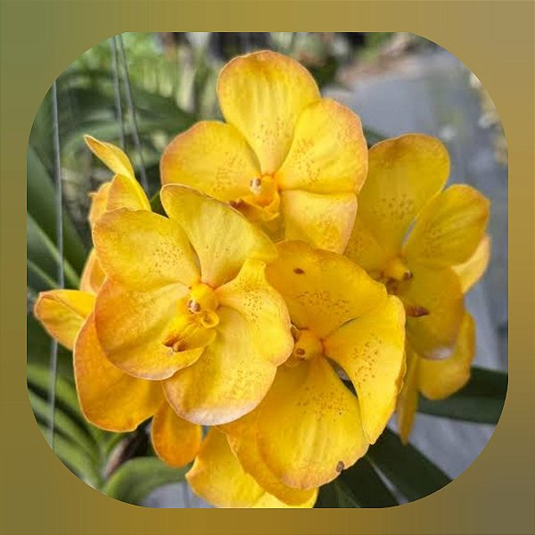 Muda de Vanda Boonyarit Pastel, Nr 125