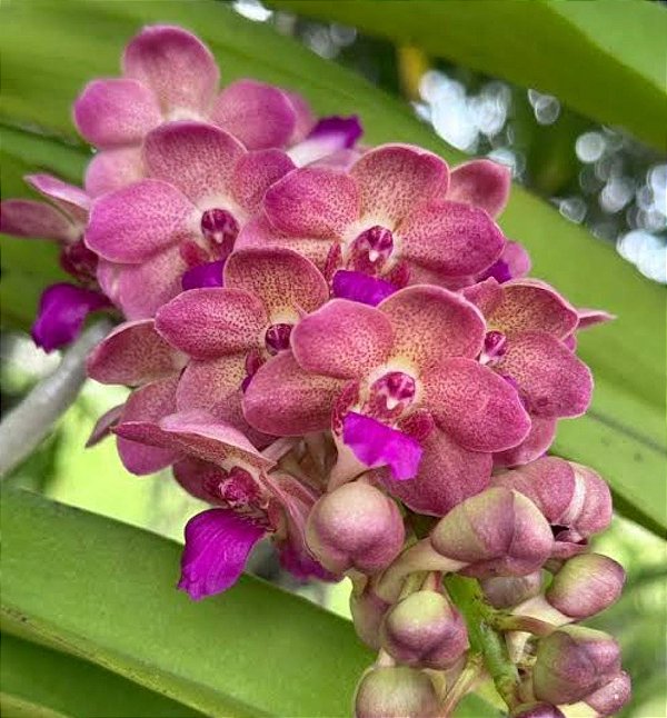 Muda de Vanda Wuttipanara