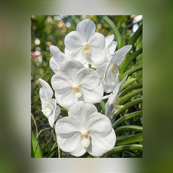 Muda de Vanda Nopporn White Diamond nr. 98