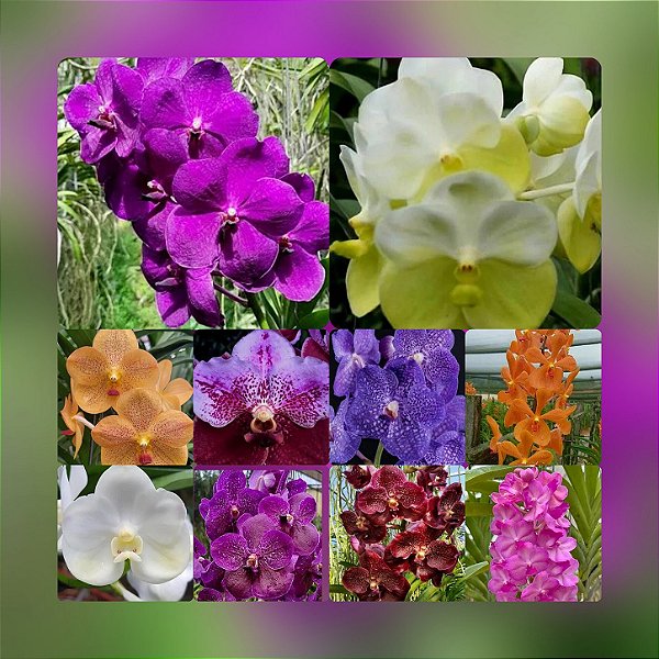 Kit de Mudas de Vanda