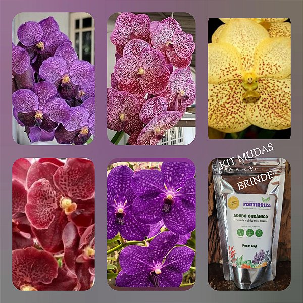 Kit Mudas de Vanda 5 unidades - Nr 01