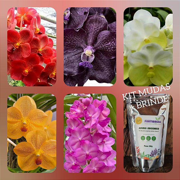 Kit Mudas de Vanda 5 unidades - Nr 02