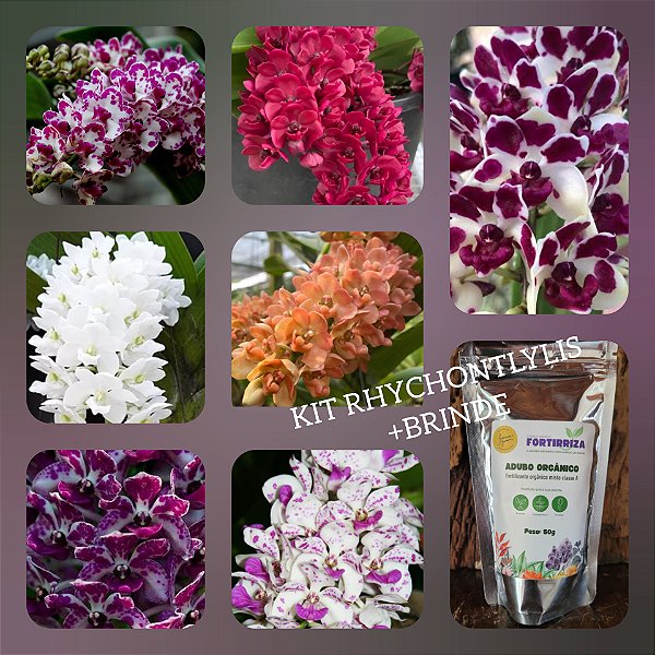 Kit Mudas de Rhychontlylis 7 unidades - Nr 01