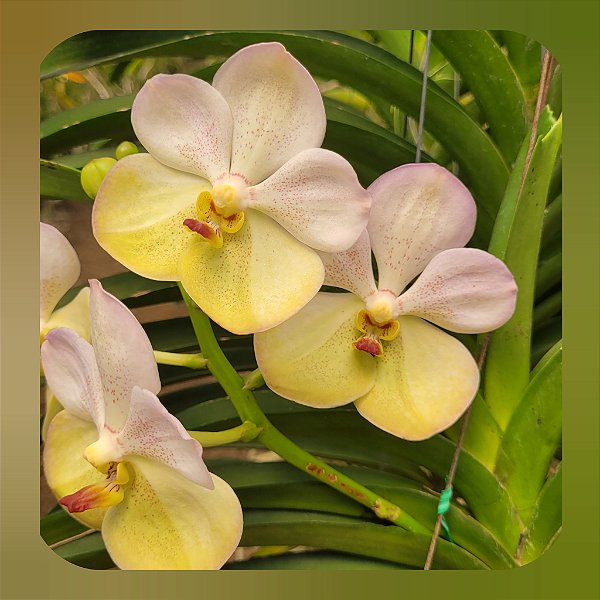 Vanda Harkana Tkatchenko