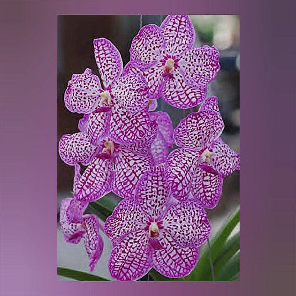 Vanda Chulee Classic Pink