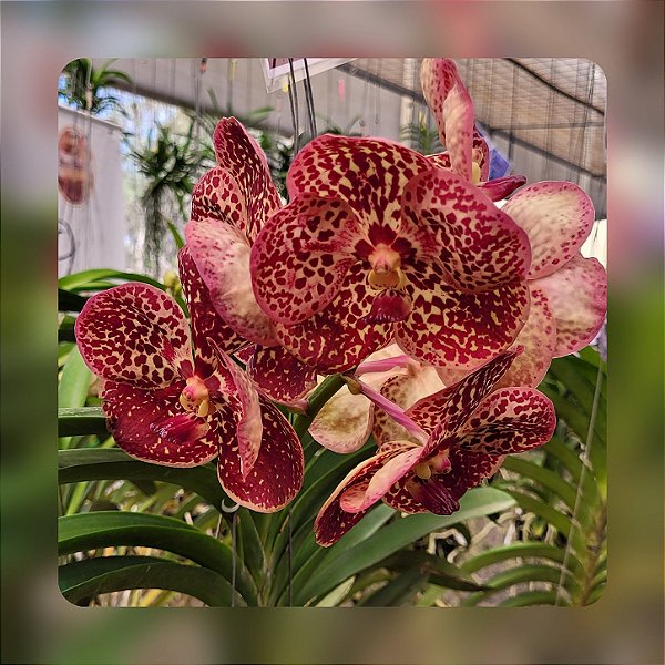 Vanda Razarudin Husain "Fire Leopard"