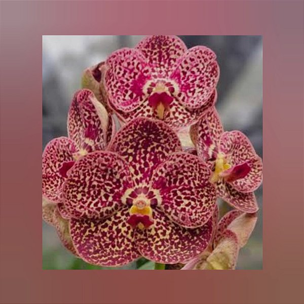 Vanda Razarudin Husain "Fire Leopard"
