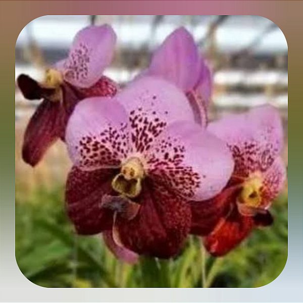 Vanda Thonglor x Taveesuksa