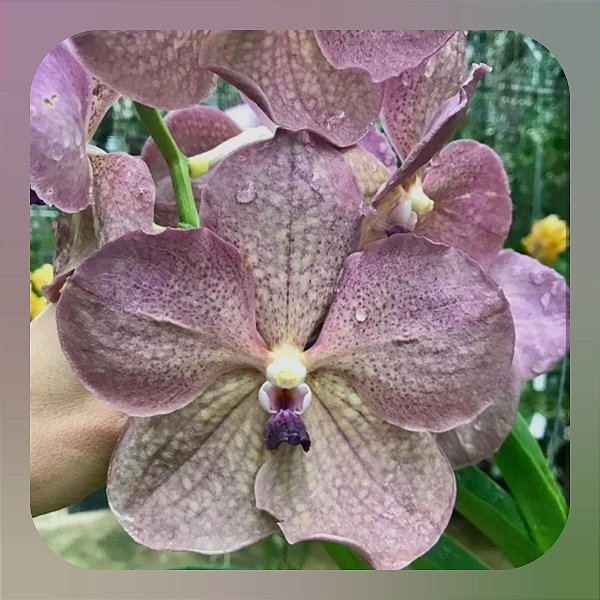 Vanda Prapathom Gold x Coerulea Blue-Grey Purple Lip Clone