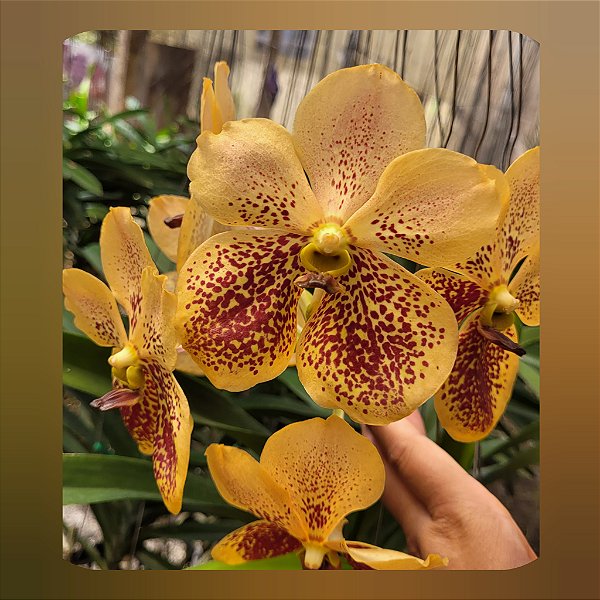 Vanda Renu Gold x Varut Leopard nr 1428
