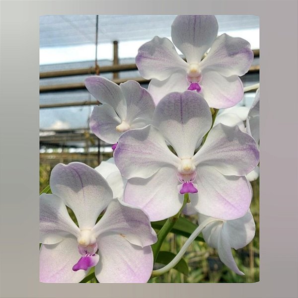 Vanda White Rose