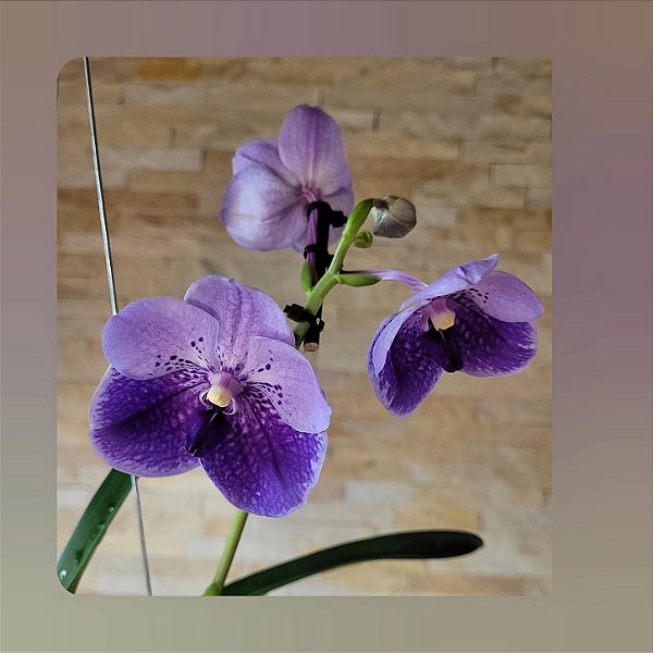 Vanda General Prinya