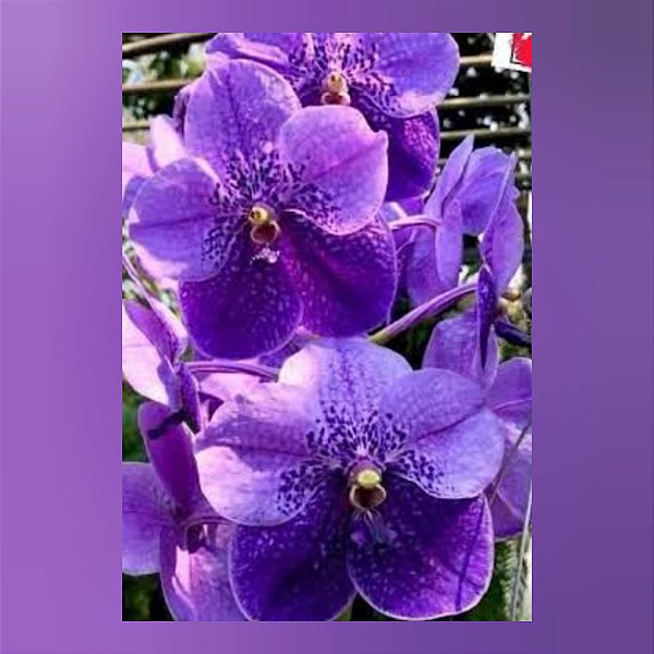 Vanda General Prinya