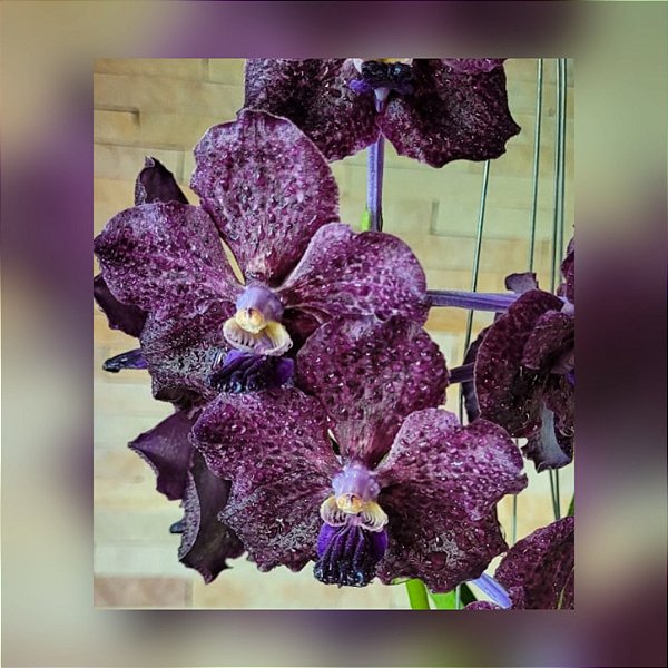 Pda Corneels Cilliers "Dark knight" nr 109