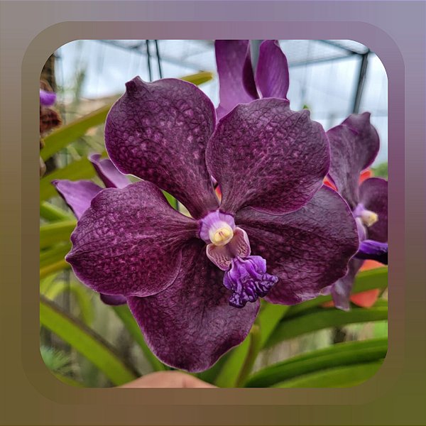 Pda Corneels Cilliers "Dark knight" nr 109