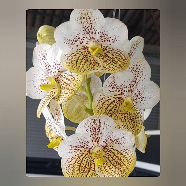 Vanda Edwin Alberto nr 195