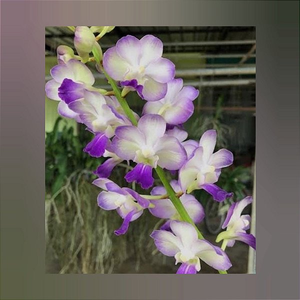 Prra.La Beau Blue (Mini Vanda)