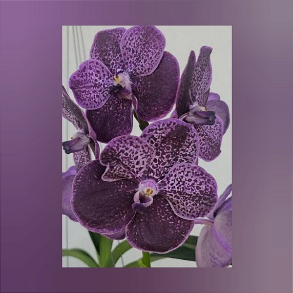 Vanda Dr Anek x Kulwadee Fragrance, Dark Purple Nr. 594