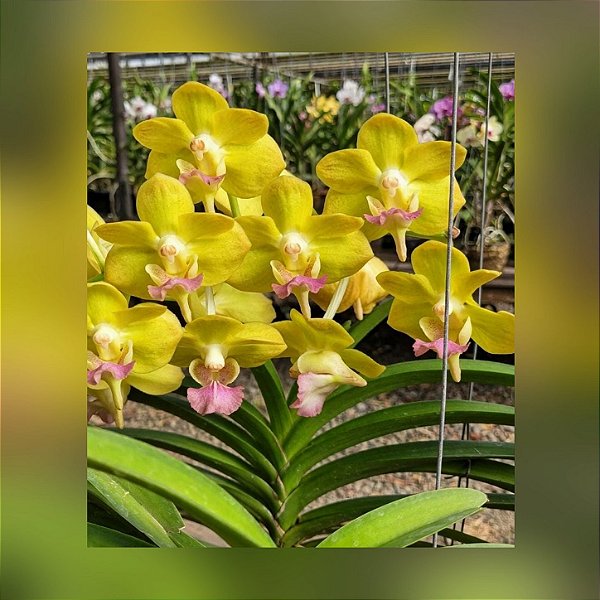 Aeridovanda Photisan