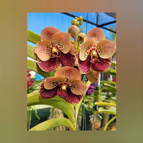 Vanda Suvanabhumi Carnival Nr 019