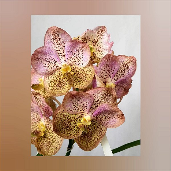Vanda Ananiah Tkatchenko n° 601