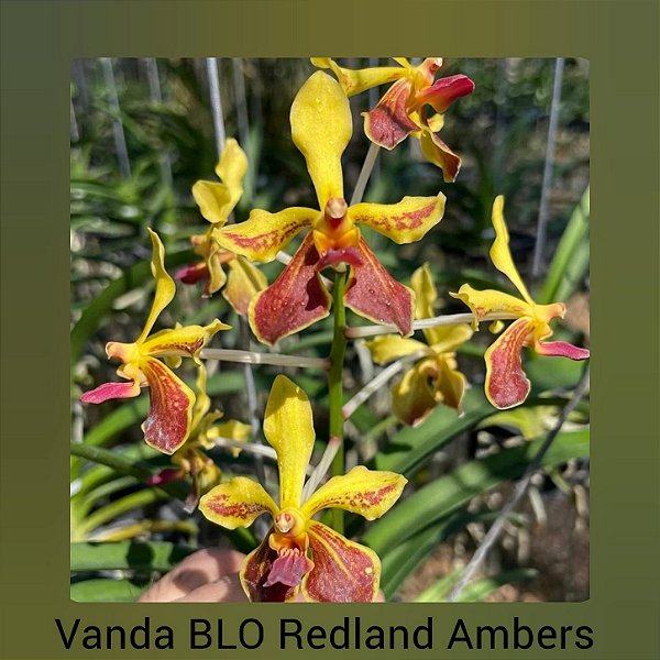 Vanda Blo Redland Ambers (V. Lamellata x M.V. Tannis)