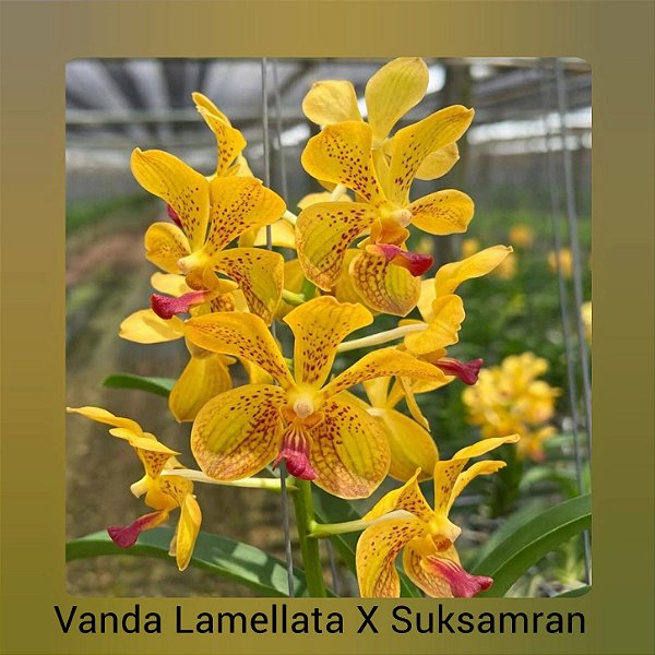 Vanda Lamellata x Suksamran Gold