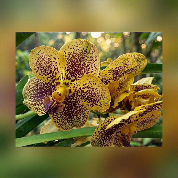Vanda Varut Leopard x ChaoPraya Sapphire Nr 26