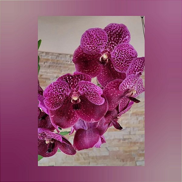 Vanda Dino Dream Nr. 107