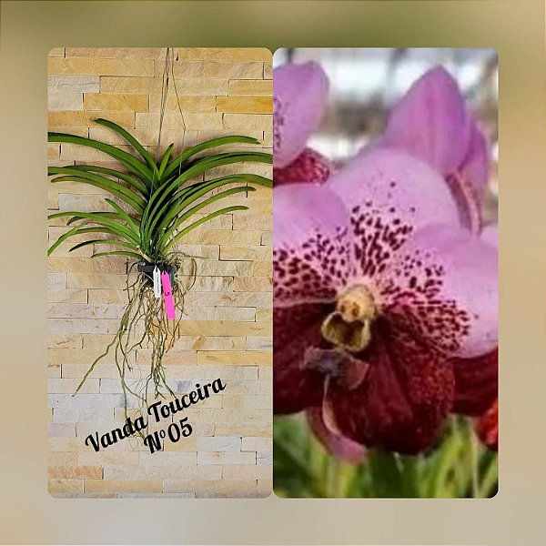 Orquídea Vanda Touceira Nr. #05