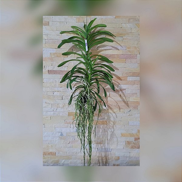Orquídea Vanda Touceira Nr°33