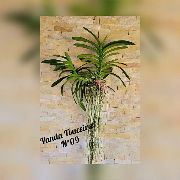 Orquídea Vanda Touceira Nr. #09