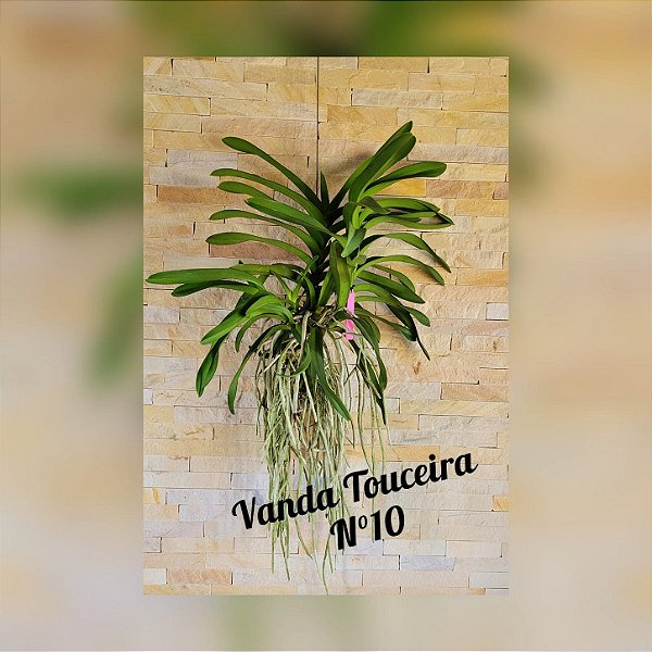 Orquídea Vanda Touceira Nr. #10