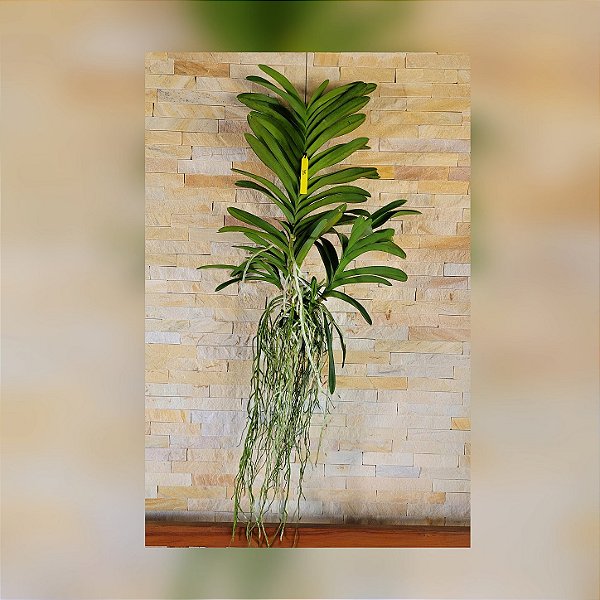 Orquídea Vanda Touceira Nr°35