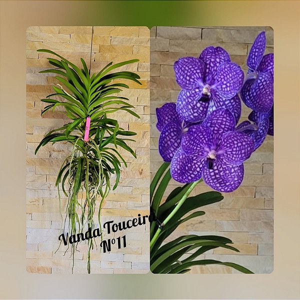 Orquídea Vanda Touceira Nr. #11