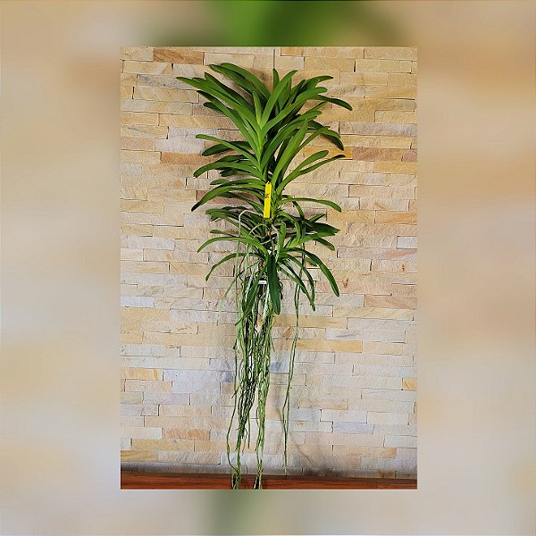 Orquídea Vanda Touceira Nr°36