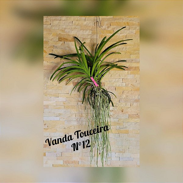 Orquídea Vanda Touceira Nr. #12