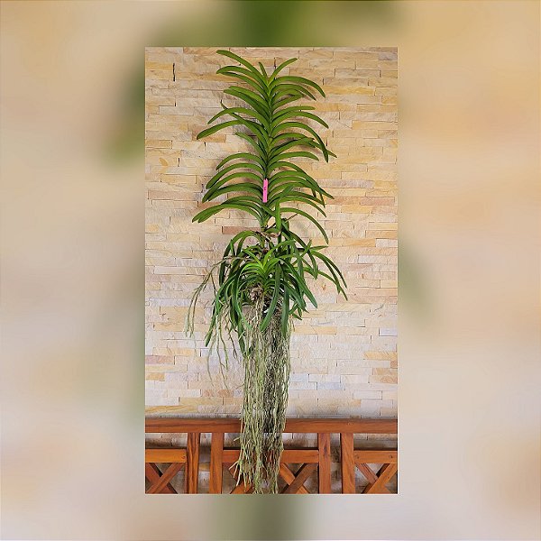 Orquídea Vanda Touceira N°40