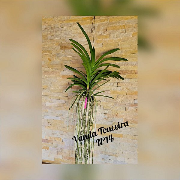 Orquídea Vanda Touceira Nr. #14