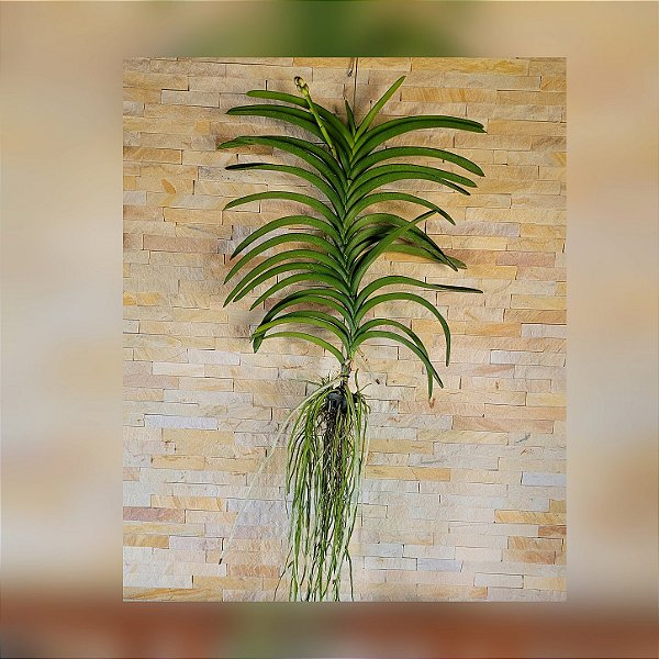 Orquídea Vanda de Grande Porte n°39
