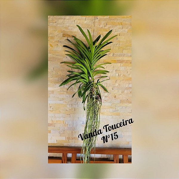 Orquídea Vanda Touceira Nr. #15