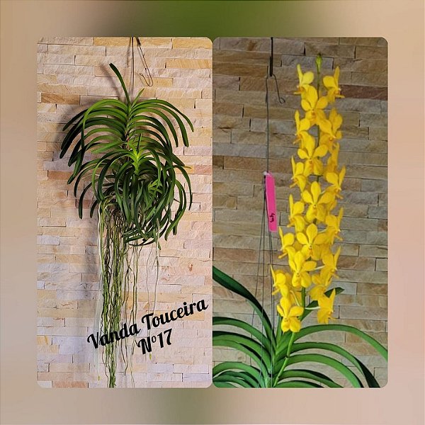 Orquídea Vanda Touceira Nr. #17