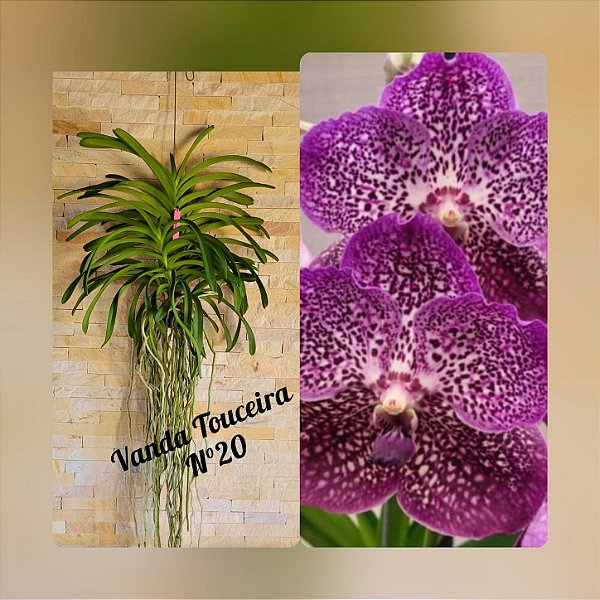 Orquídea Vanda Touceira Nr. #20