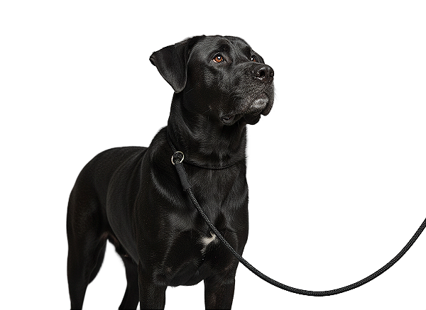 Guia Unificada Limit 8mm 1,90m Enforcador para Cães – Adestramento Profissional