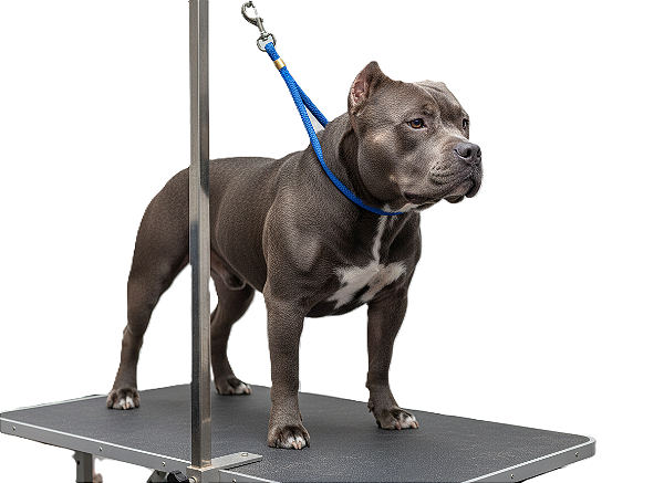 Guia Para Contenção De Mesa Pet Em Corda