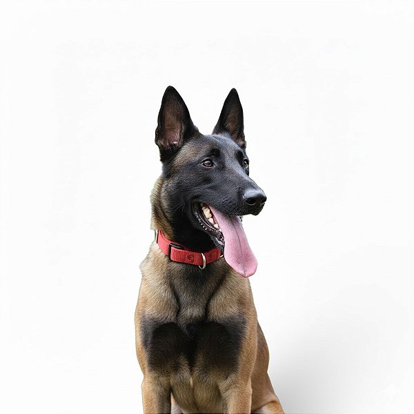 Coleira Enforcador Belga