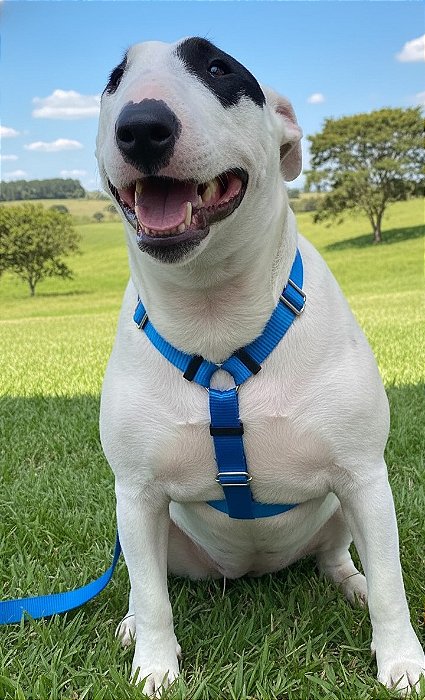 Kit Peitoral Safely Dog Preto l Guia + Cinto de Segurança para Cães