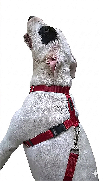 Kit Peitoral Safely Dog Vermelha l Guia + Cinto de Segurança para Cães