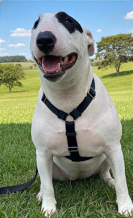 Kit Peitoral Safely Dog Preto l Guia + Cinto de Segurança para Cães